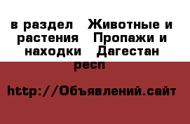  в раздел : Животные и растения » Пропажи и находки . Дагестан респ.